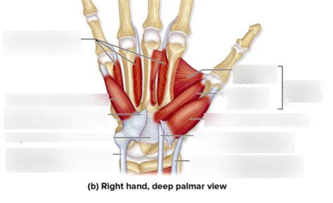 Deep Palmar View of the Muscles in the Hand Diagram | Quizlet