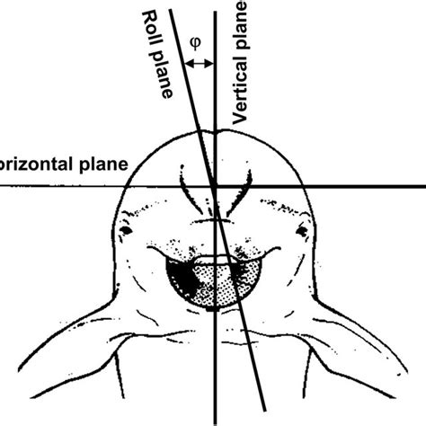 Geometry of measurements in the horizontal and vertical planes. Double ...