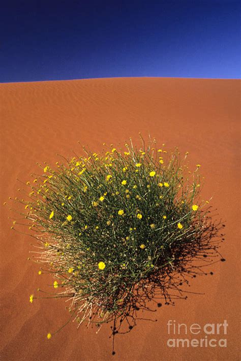 Australian Desert Flowers Photograph by Jean-Louis Klein & Marie-Luce ...