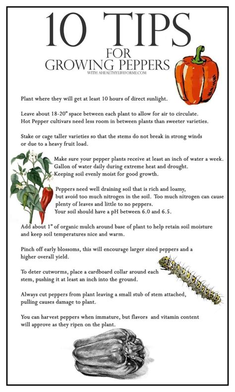 10 Tips for Growing Peppers » A Healthy Life For Me