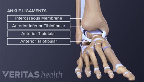 Ankle Anatomy: Muscles and Ligaments | Sports-health