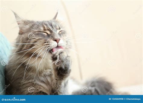 Adorable Maine Coon Cat Cleaning Itself on Couch at Home Stock Photo ...