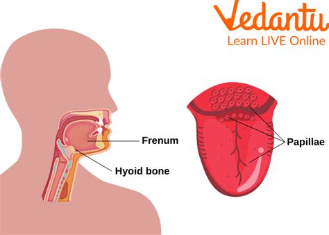 Human Tongue - Senses, Location of Taste Buds, and FAQs