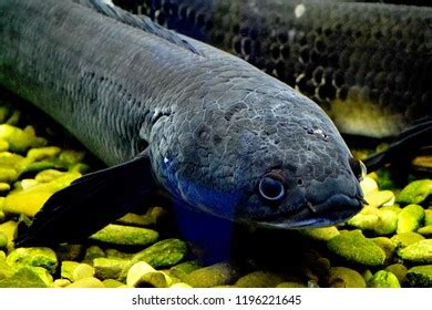 Aquarium Fish Snakehead Stock Photo 1196221645 | Shutterstock