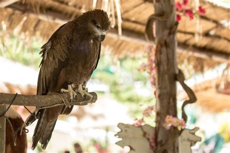 Black Hawk Bird. stock photo. Image of robe, hawk, feather - 153210658