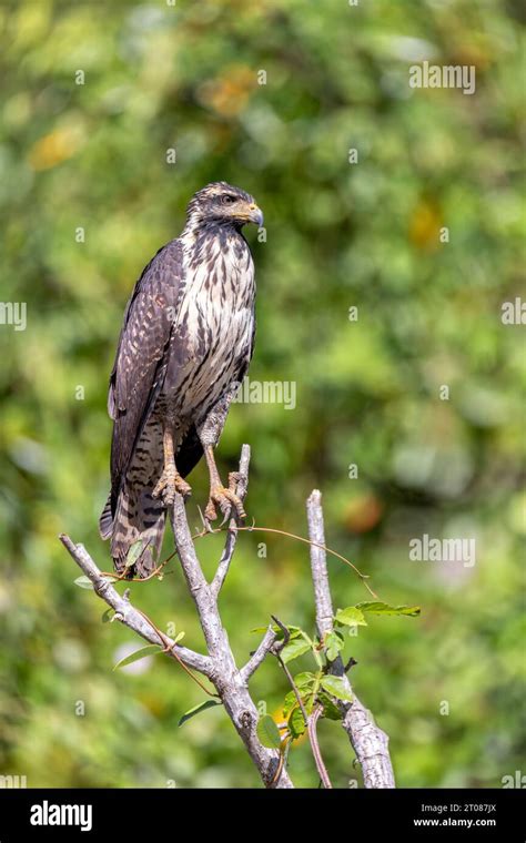 Common black hawk juvenile (Buteogallus anthracinus) is a bird of prey ...