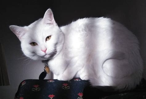 White Cats For Adoption - Safe, Private Pet Adoptions By Owner