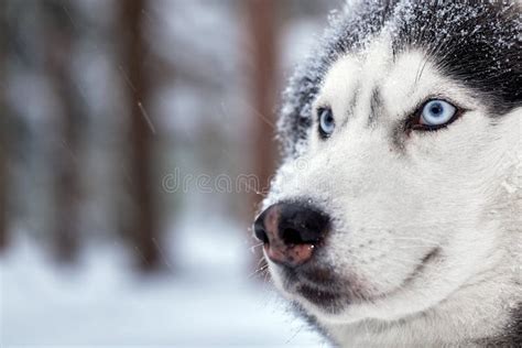 Portrait Magnificent Siberian Husky Dog with Blue Eyes. Husky Dog in ...