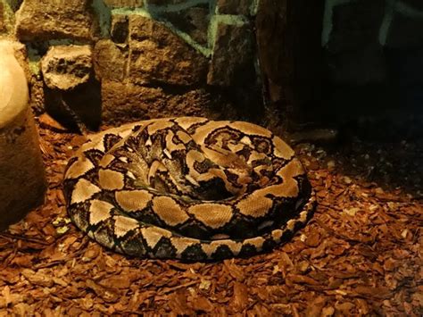 Python reticulatus - ZooChat