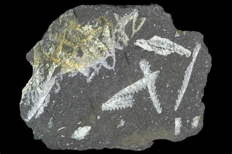 2.0" Fossil Graptolite Cluster (Didymograptus) - Great Britain For Sale ...