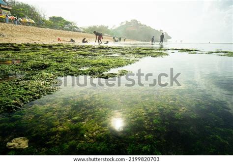 87 Pantai Sundak Images, Stock Photos & Vectors | Shutterstock