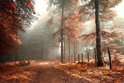 Autumn Fog Wallpapers - Top Free Autumn Fog Backgrounds - WallpaperAccess