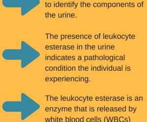 Leukocyte Esterase Urine Test: Preparation, Results, and Normal Range