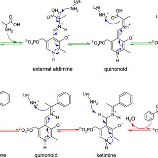 Scheme 1. Transamination Reaction Mechanism a | Download Scientific Diagram