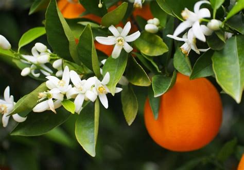 Ultimate Guide to Orange Blossom Meaning and Symbolism - Petal Republic