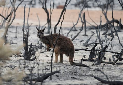 Ten impacts of the Australian bushfires