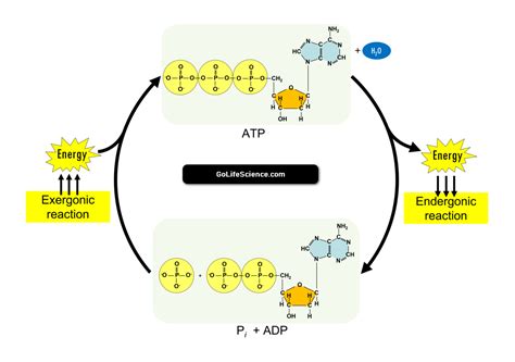 ATP cycle: Structure and role of ATP in biochemical reactions