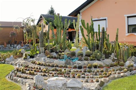 11 Ways to Use Cactus to Enhance Your Landscaping