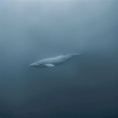 Beluga Whale Habitat: Stunning Visuals for All Uses – IMAGELLA