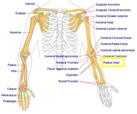 Radius Bone Anatomy, Location & Tuberosity | Study.com