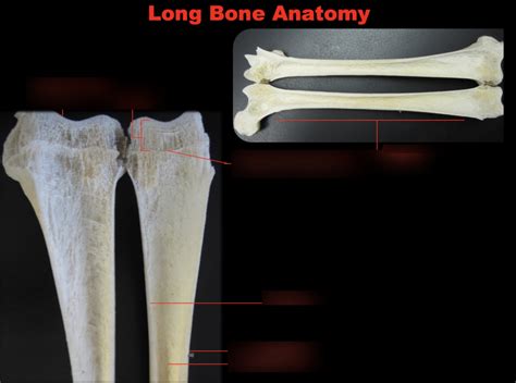 Long Bone Anatomy Diagram | Quizlet