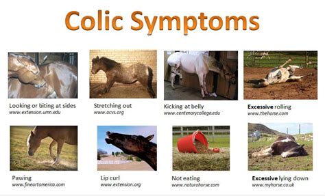 What Happens To A Horse When It Has Colic at Earl Mance blog