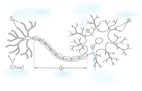 Neuron cell diagram Diagram | Quizlet