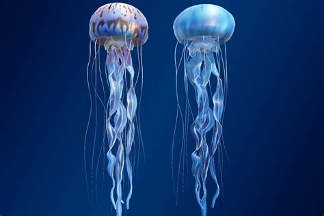 Jellyfish Chrysaora | Characters | Unity Asset Store