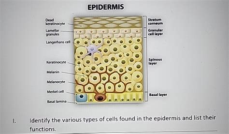 Solved EPIDERMISI. Identify the various types of cells found | Chegg.com