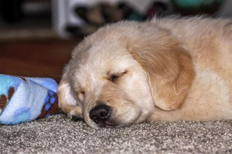 Golden Retriever Puppy Sleeping Photograph by Dawn Richards - Pixels