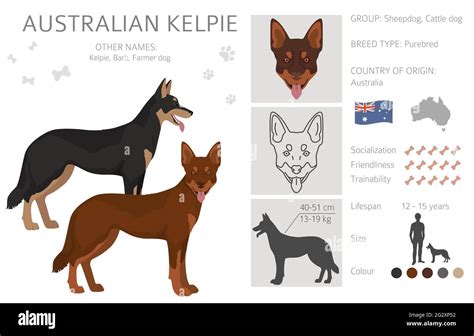 Australian kelpie all colours clipart. Different coat colors and poses ...