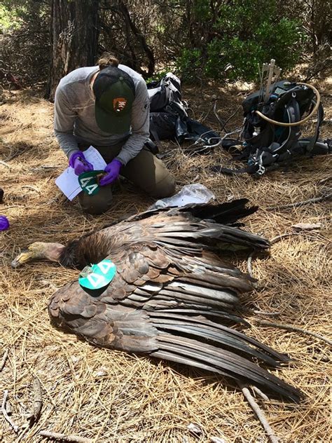 Pinnacles Condor Recovery Program - Pinnacles National Park (U.S ...