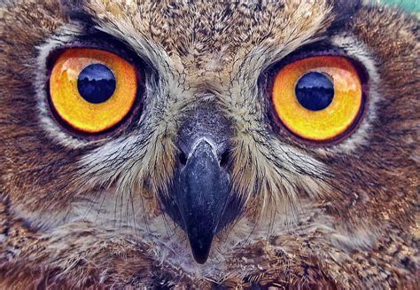 Unique DNA in Owl Eyes Give Them Night Vision to Rule the Dark ...