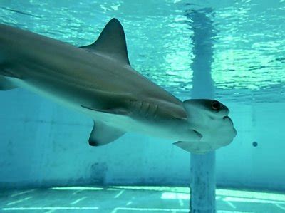 Meet the Aquarium’s New Hammerhead Shark | Aquarium News | Aquarium of ...