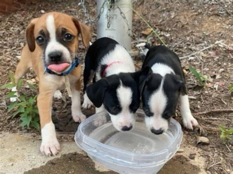 4 adorable Jack Chi puppies to be re-home Alpharetta - Puppies for Sale ...