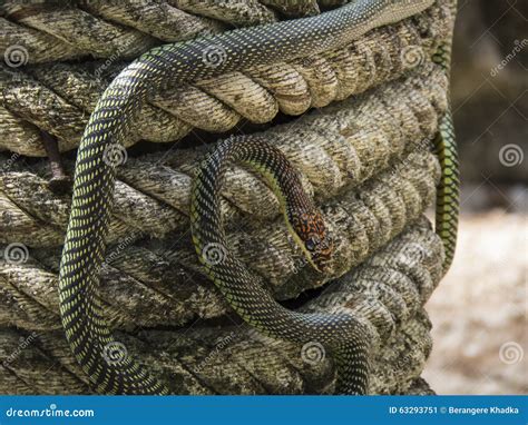 Paradise Tree Snake, Paradise Flying Snake On A Rope, Koh Adang Park ...