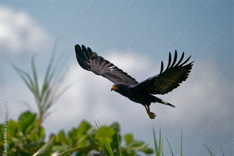 Common Black Hawk - Buteogallus anthracinus a big dark bird of prey in ...