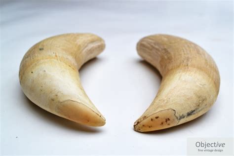 Pair Sperm Whale Teeth | Objective Fine Vintage Design