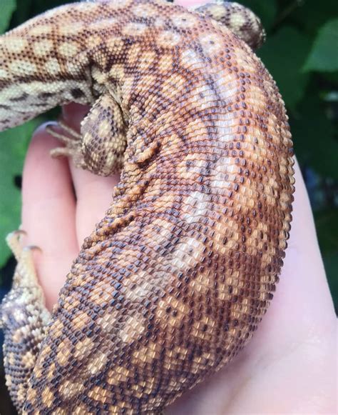 Yellow Ackie Monitor