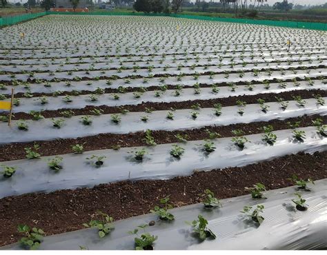 Mulching Guide - Improve your crop yield - Agricultureguruji