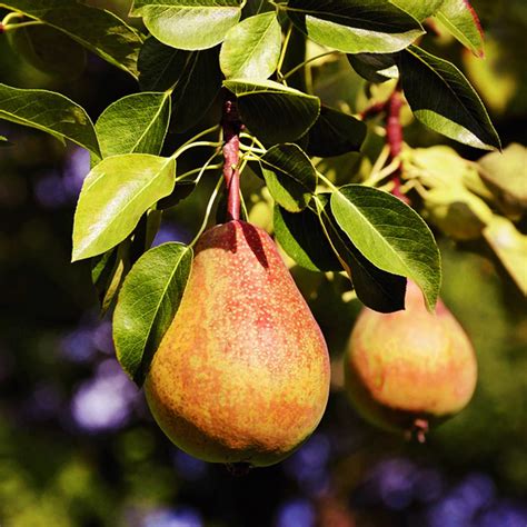 Pineapple Pear Tree For Sale Online | The Tree Center