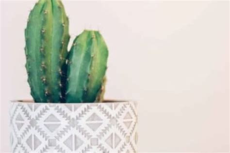 How to Take Care of a Cactus in 7 Easy Steps: Cactus Care