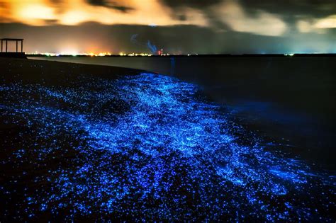 Maldives Bioluminescence Beach