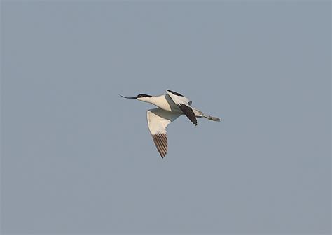 Avocet in Flight by NeilSchofield | ePHOTOzine