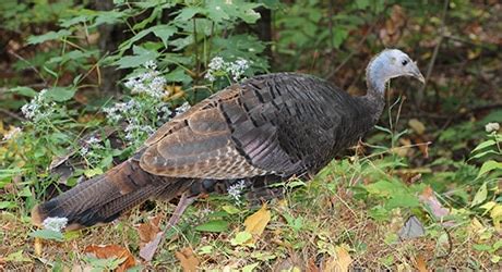 Smoky Mountains Fall Color Foliage - Pigeon Forge, TN