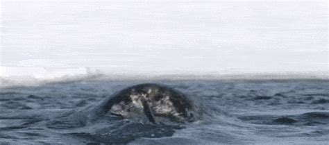 Narwhal GIFs - Find & Share on GIPHY