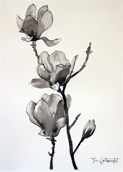 Pen and Ink Drawing of Magnolias | Pen and Ink Techniques