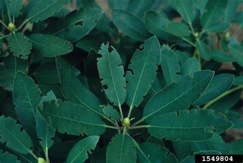 Managing root weevils on rhododendrons and other broadleaf evergreens ...