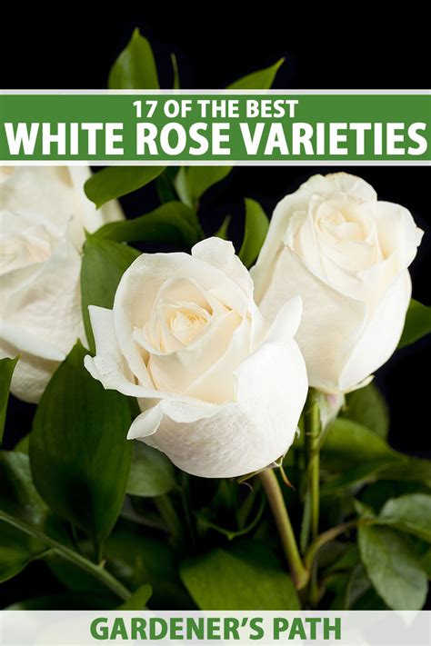 17 of the Best White Rose Varieties for the Garden | Gardener’s Path