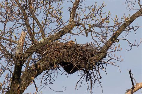 Philly Bird Nerd : Hawk's Nest at the Mudhole